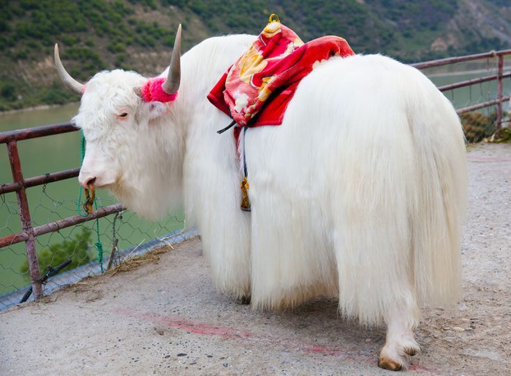 Rare Beauty Unveiled: The Enigmatic Tibetan White Yak, the World's Rarest Color Phase of Yak - Sporting ABC