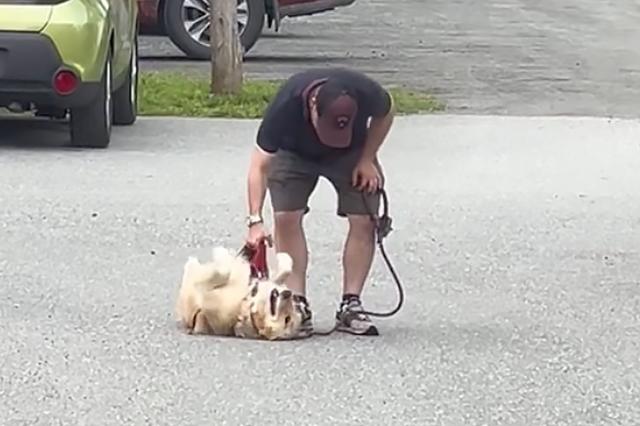 In a hilarious display of stubbornness, a Golden Retriever adamantly refuses to budge when it's time to go home. - Puppies Love