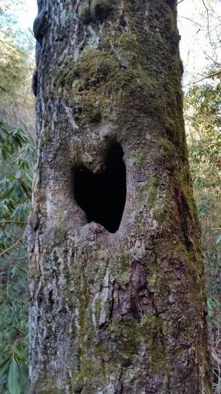 Unveiling Nature's Love Story: The Enigmatic Saga of Heart-Shaped Trees, Symbolizing Enduring Love and Vibrant Vitality