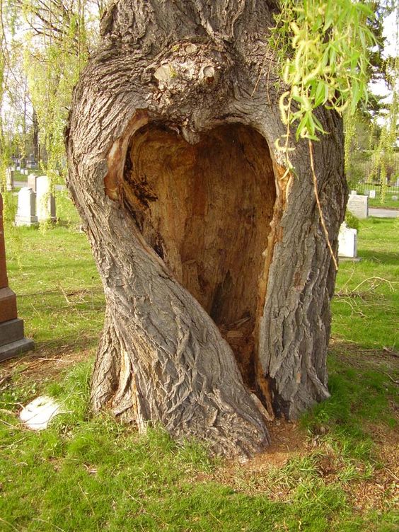 Unveiling Nature's Love Story: The Enigmatic Saga of Heart-Shaped Trees, Symbolizing Enduring Love and Vibrant Vitality