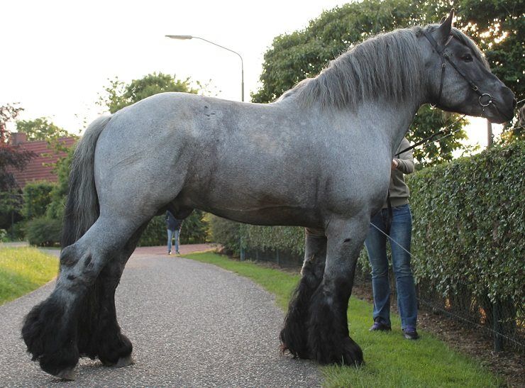 Majestic Majesty Unveiled: Unraveling the Heart and Power of the Dutch Horse – A Living Legend of Machinery