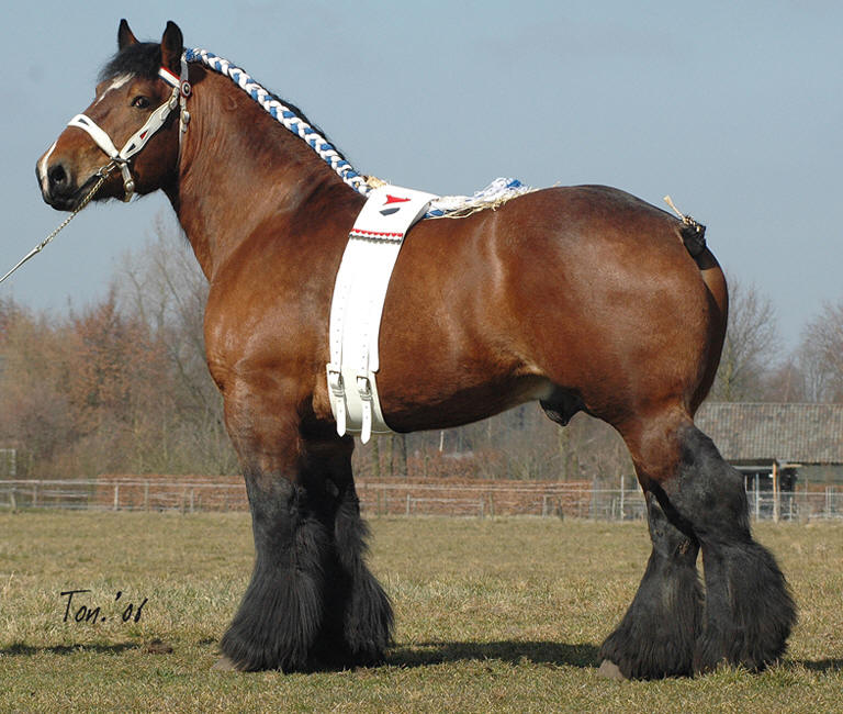 Majestic Majesty Unveiled: Unraveling the Heart and Power of the Dutch Horse – A Living Legend of Machinery