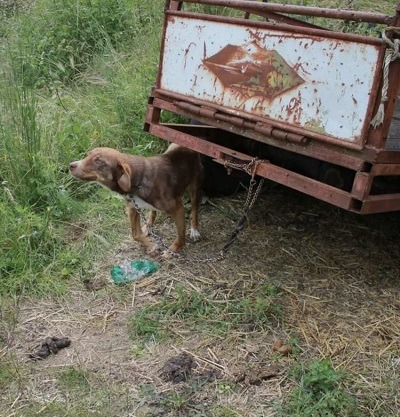 A handicapped puppy is rescued from a distressing predicament where he was tethered to an old truck and endured 10 days of starvation. – Puppies Love