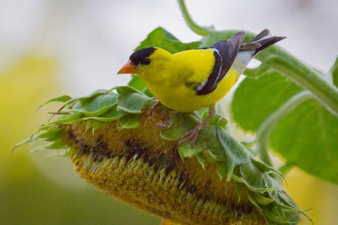 Discover the Cutest Feathered Friends That Will Warm Your Heart with Delightful Avian Wonders of America - VK News