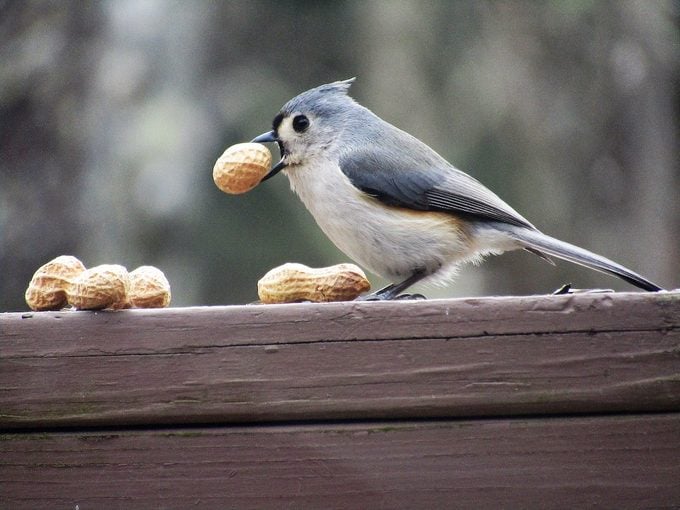 Discover the Cutest Feathered Friends That Will Warm Your Heart with Delightful Avian Wonders of America - VK News