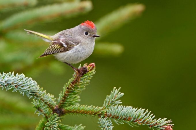 Discover the Cutest Feathered Friends That Will Warm Your Heart with Delightful Avian Wonders of America - VK News