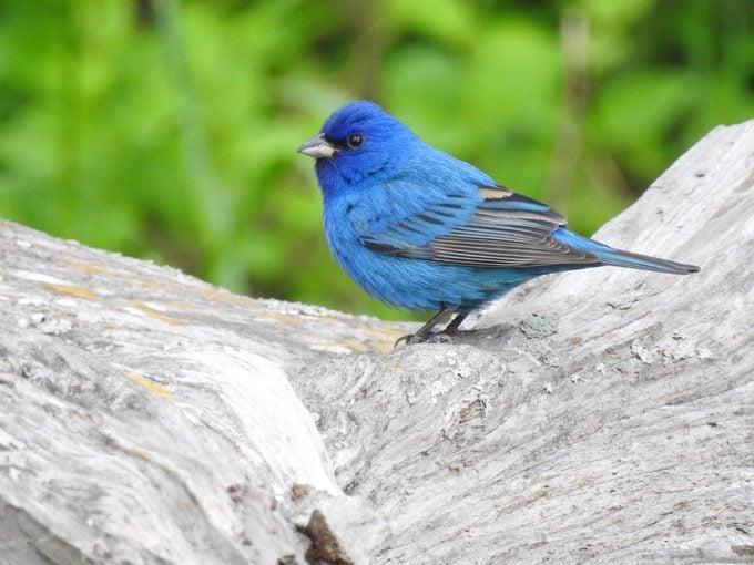 Discover the Cutest Feathered Friends That Will Warm Your Heart with Delightful Avian Wonders of America - VK News