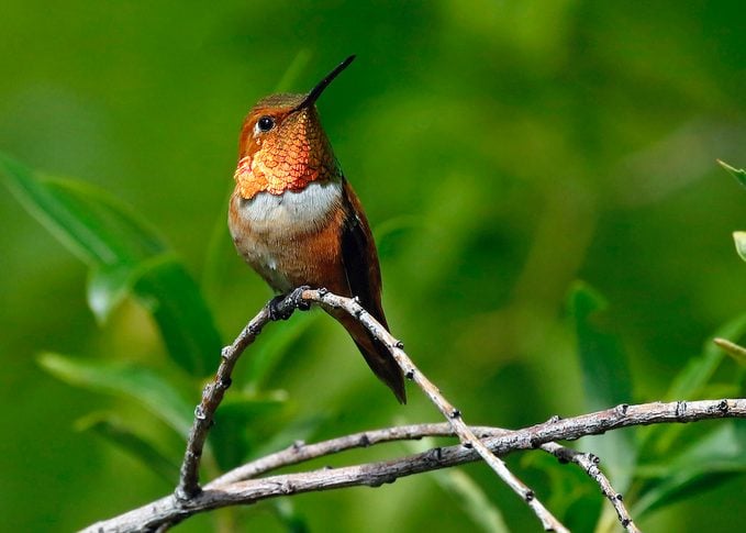 Discover the Cutest Feathered Friends That Will Warm Your Heart with Delightful Avian Wonders of America - VK News