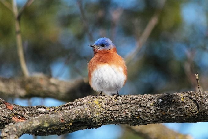 Discover the Cutest Feathered Friends That Will Warm Your Heart with Delightful Avian Wonders of America - VK News