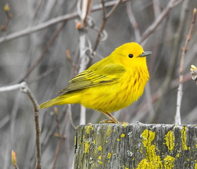 Discover the Cutest Feathered Friends That Will Warm Your Heart with Delightful Avian Wonders of America - VK News