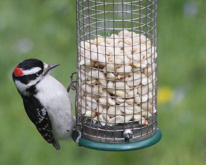 Discover the Cutest Feathered Friends That Will Warm Your Heart with Delightful Avian Wonders of America - VK News