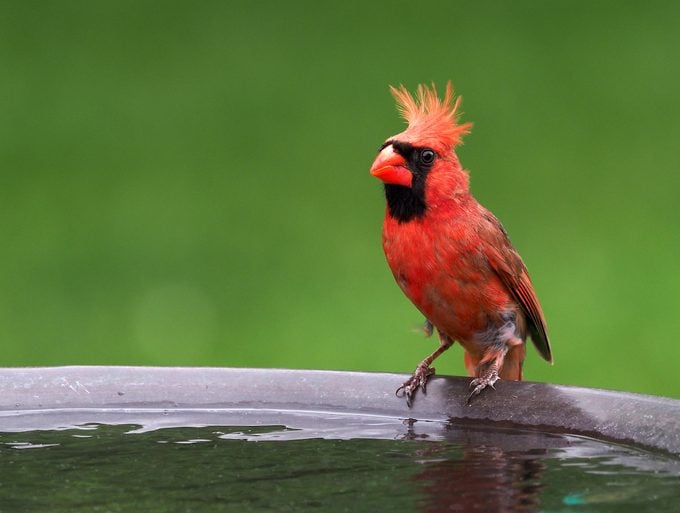 Discover the Cutest Feathered Friends That Will Warm Your Heart with Delightful Avian Wonders of America - VK News