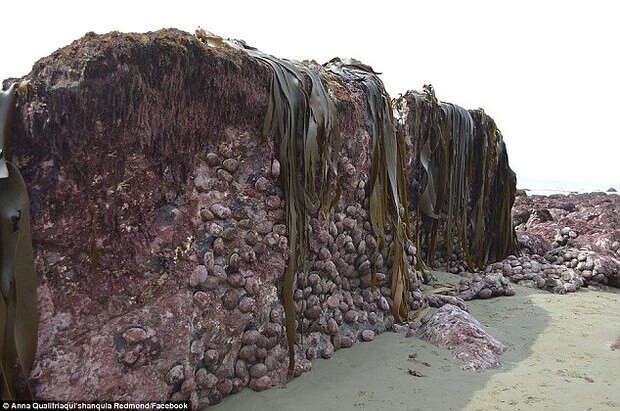 Discovering The Strange Giant “Monster” That Appeared On The Coast - Mnews