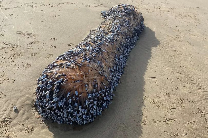 Discovering The Strange Giant “Monster” That Appeared On The Coast - Mnews