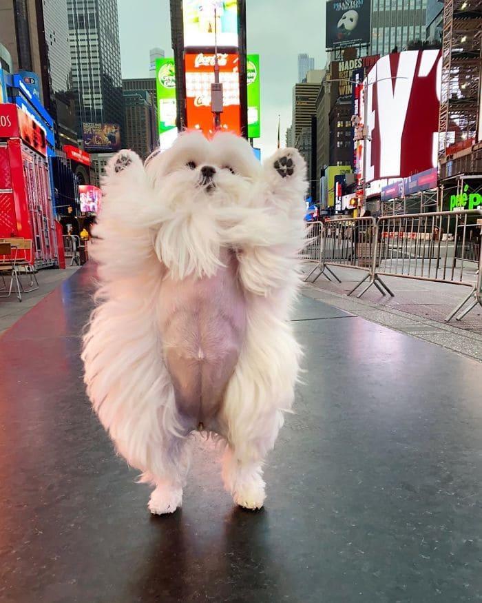 The adorable dog has a unique trait of standing on its hind legs like a human, capturing the hearts of all who see it. – Puppies Love