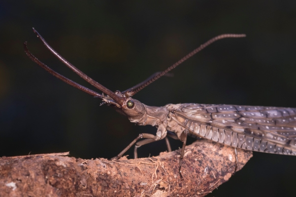 Discovery in China: Encounter the Enormous Dobsonfly, the World's Largest Aquatic Insect Specimen. l - LifeAnimal