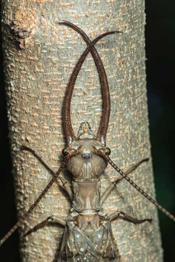 Discovery in China: Encounter the Enormous Dobsonfly, the World's Largest Aquatic Insect Specimen. l - LifeAnimal