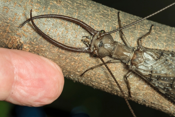 Discovery in China: Encounter the Enormous Dobsonfly, the World's Largest Aquatic Insect Specimen. l - LifeAnimal