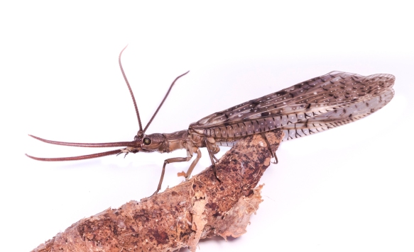 Discovery in China: Encounter the Enormous Dobsonfly, the World's Largest Aquatic Insect Specimen. l - LifeAnimal