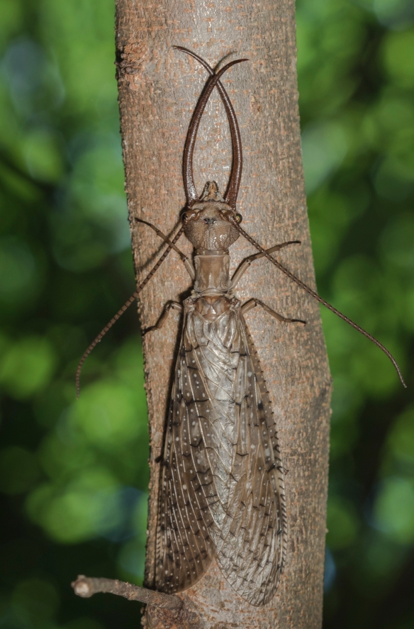 Discovery in China: Encounter the Enormous Dobsonfly, the World's Largest Aquatic Insect Specimen. l - LifeAnimal