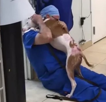 A dog rescued from life-threatening burns becomes overwhelmed with emotions upon seeing the veterinarian again. - Puppies Love