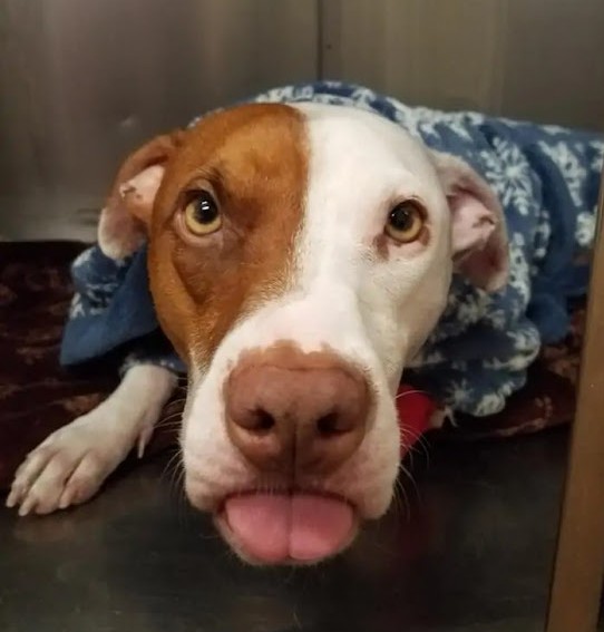 A dog rescued from life-threatening burns becomes overwhelmed with emotions upon seeing the veterinarian again. - Puppies Love