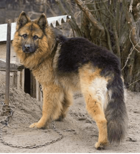 Dog Who Spent Years Chained Up Sees Ocean First Time