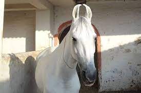 Enchanting Marwari Horses of India: Embracing the Whimsical Beauty of Their Curled Ears, Resonating with the Allure of Enchanting Kathiawar Cats! (VIDEO)