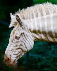 Captivating Video: Behold the Mesmerizing Elegance of a Red-Eyed Albino Zebra Roaming the Savannah