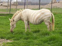 Captivating Video: Behold the Mesmerizing Elegance of a Red-Eyed Albino Zebra Roaming the Savannah