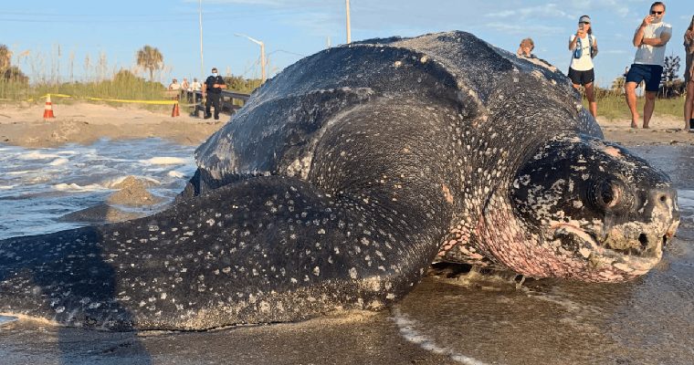 Unveiling the Enigma: Massive and Bizarre Turtle Sightings Puzzle American Beachgoers - Sporting ABC