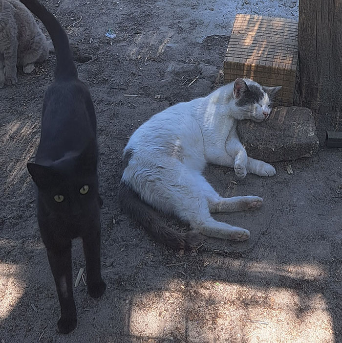 One-eyed Jack, a cat residing in a Subotica animal shelter, OPTS FOR A STONE AS HIS NAP SPOT over all other available beds