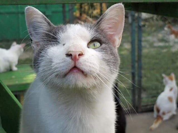 One-eyed Jack, a cat residing in a Subotica animal shelter, OPTS FOR A STONE AS HIS NAP SPOT over all other available beds