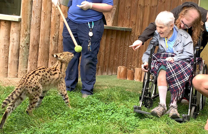 A 100-year-old woman, who has always been passionate about serval cats, has finally fulfilled her lifelong dream.KhanhNhu