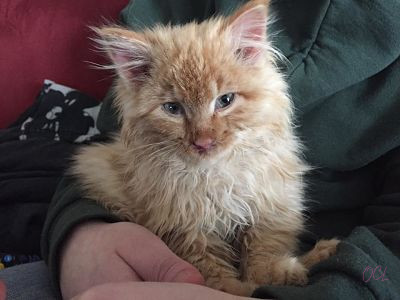 Just as he was about to hit it, he swerved at the last second, realizing that it wasn't a normal block of ice, but a frozen kitten!