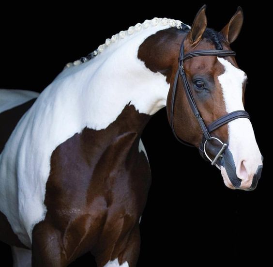 Dutch Warmblood Horse: Grace and Versatility Embodied in a Magnificent Breed