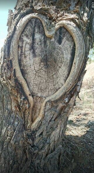 Unveiling Nature's Love Story: The Enigmatic Saga of Heart-Shaped Trees, Symbolizing Enduring Love and Vibrant Vitality