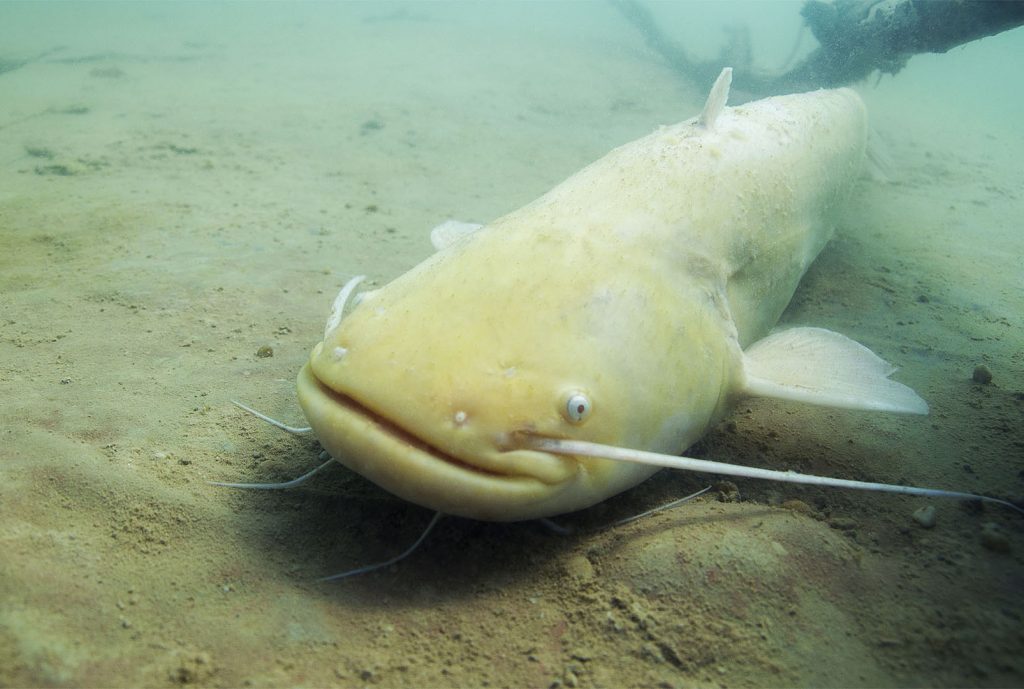 Massive 194-Pound Albino Catfish Caught Setting Records in Spain. L - LifeAnimal