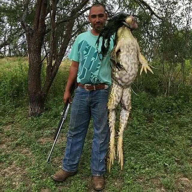 Enthralling Giant Frog, as Large as a Child, Captivates Hearts and Finds Favor with the Wealthy – Top News