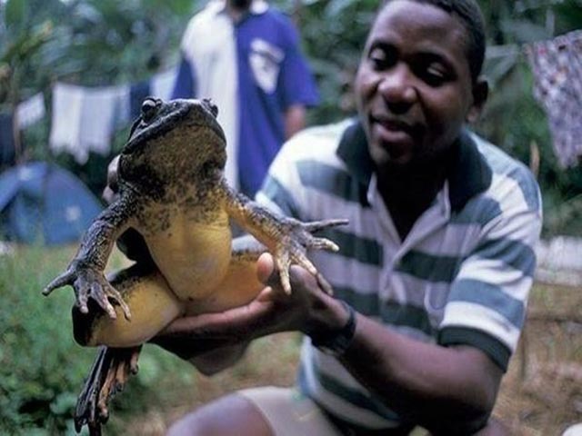 Enthralling Giant Frog, as Large as a Child, Captivates Hearts and Finds Favor with the Wealthy – Top News