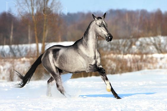 Elegance and Rarity Redefined: Astonishing Silver-Coated Horse Takes the Spotlight (VIDEO)