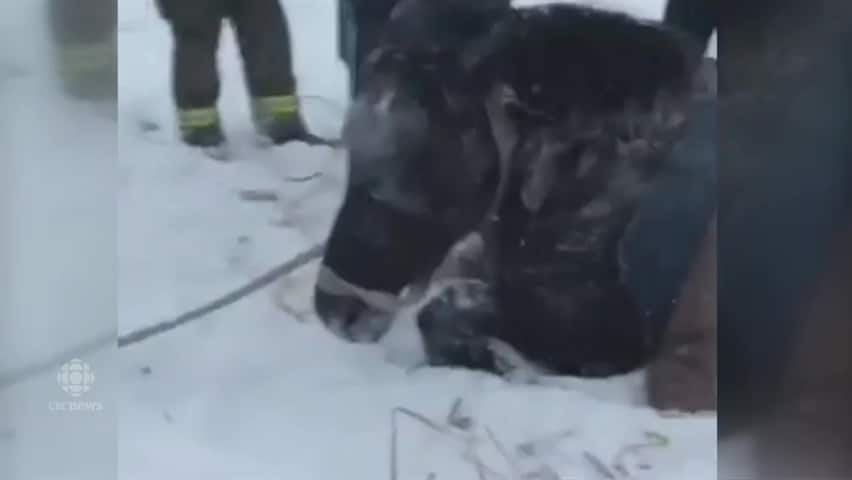 Touching Display of Compassion: Humanity Unites to Save Horse Trapped in Frozen Creek [Video]