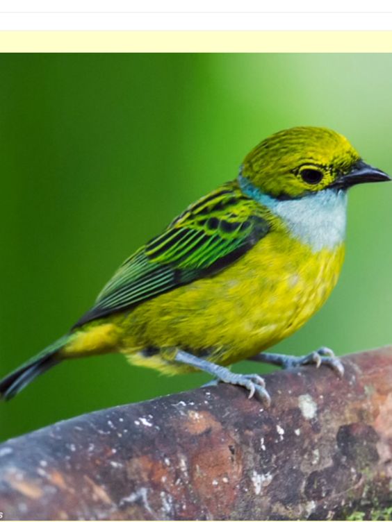 Unveiling the Enigmatic Beauty: The Silver-Throated Tanager, a Colorful Jewel of the Forest - Sporting ABC