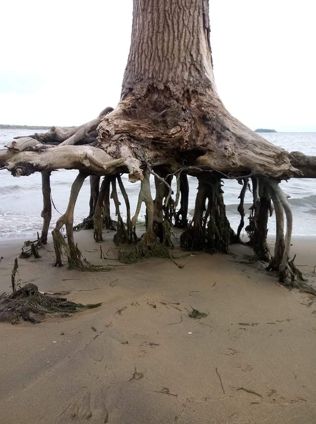 Unwavering Resilience: The Tree That Survived Despite Losing Its Soil - Edi Life