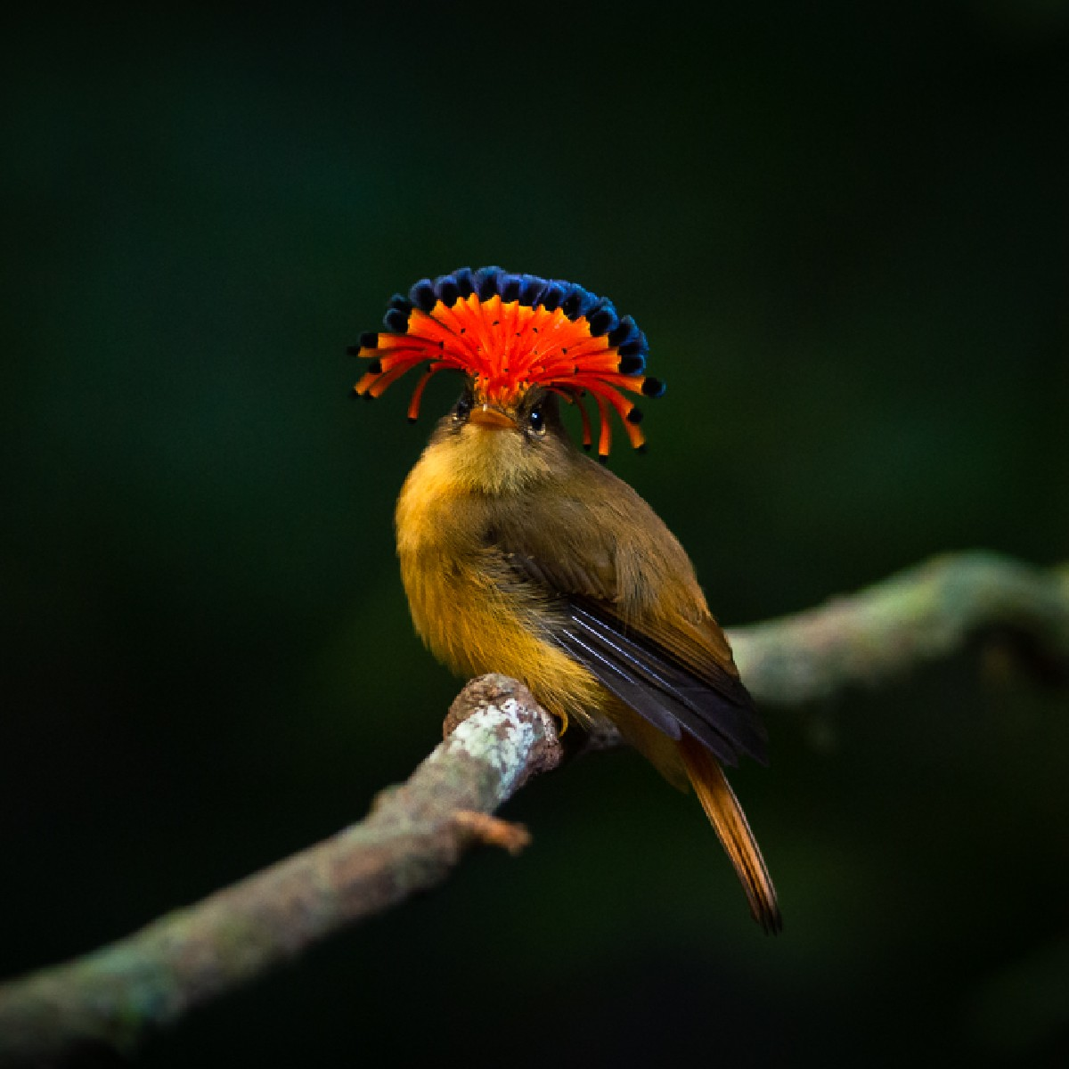 Northern Royal Flycatcher: The Majestic Bird with an Exquisite Crown - Sporting ABC