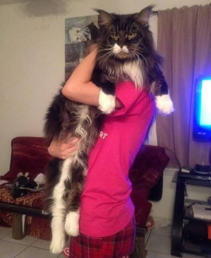 14 Maine Coon Cats That Are So Enormous They Make All The Other Cats Look Like Kittens