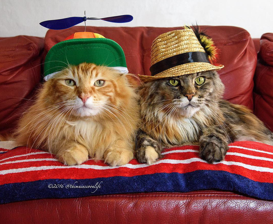 A Close Encounter with Artemis and Apollo, the Maine Coon Duo Who Rule Instagram - Yeudon