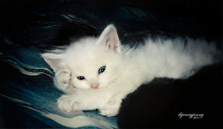 How a Deaf Kitten Helped Me Heal After the Loss of My Son - Yeudon