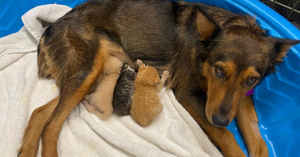 Pregnant dog rescued, loses litter, diagnosed with cancer but finds love in orphaned kittens. – Puppies Love