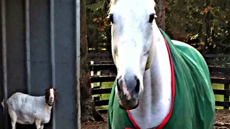 Heartwarming Bond: When Horse Meets Goat, an Enchanting Friendship Blooms (Video)